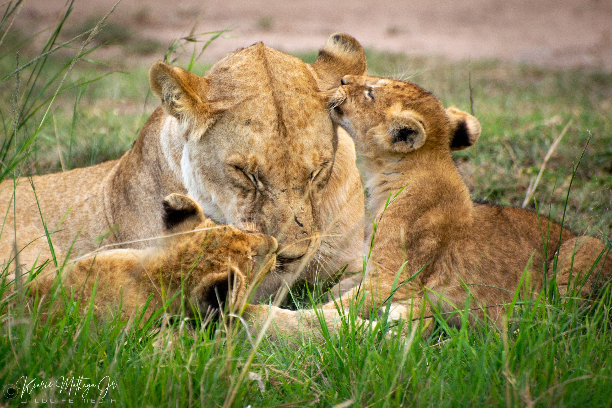 Masai Mara 4 Days Safari - WildEx Safari Fixers